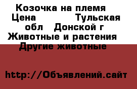Козочка на племя. › Цена ­ 1 000 - Тульская обл., Донской г. Животные и растения » Другие животные   